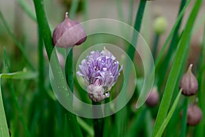 Chives in flower and with buds, allium schoenoprasum