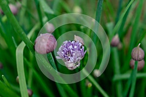 Chives in flower and with buds, allium schoenoprasum