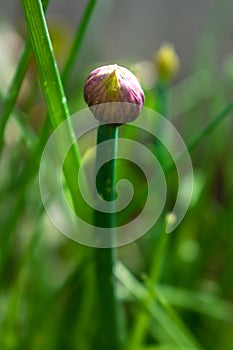 Chives in flower and with buds, allium schoenoprasum