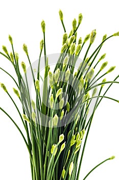 Chives flower or Chinese chive isolated on white background. Edible flowers.