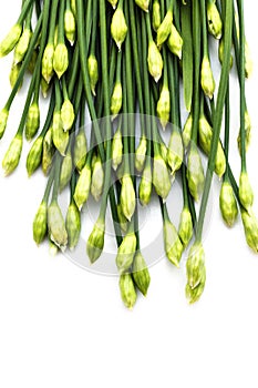 Chives flower or Chinese chive isolated on white background. Edible flowers.