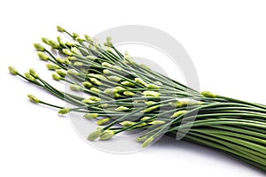 Chives flower or Chinese chive isolated on white background. Edible flowers.