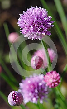 Chives flowering photo