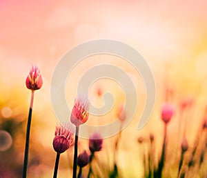 Chives flowers photo