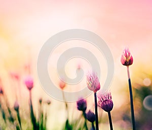 Chives flowers photo