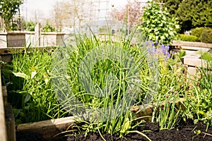 Chives grow in a raised bed