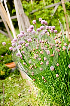 Chives In Herb Garden