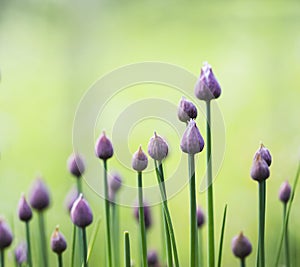 Chives