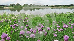Chives meadow blossom on Elbe river. bumble bees flying around. Germany