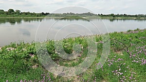 Chives meadow blossom on Elbe river. bumble bees flying around. Germany