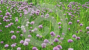 Chives meadow blossom on Elbe river. bumble bees flying around. Germany