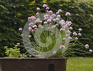 Chives plant in the flower box in the garden. Green big and strong chives bush with the pink blossoms.