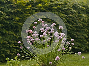 Chives plant in the flower box in the garden. Green big and strong chives bush with the pink blossoms.