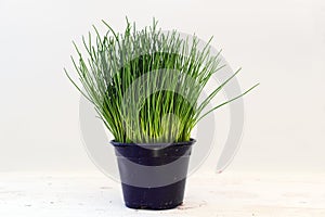 Chives, potted plant against a light gray background with copy s photo