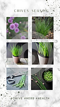 Chives season. Collage of six images. Social media post with hastags.