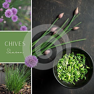 Chives season. Collage of three images. Social media post.