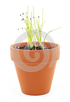 Chives Sprouting in a Terra Cotta Pot