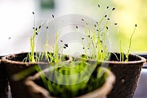 Chives sprouts