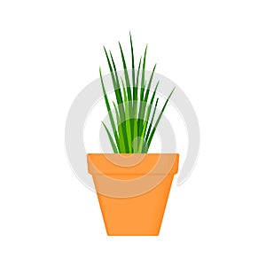 Chives vector culinary herb in terracotta pot.