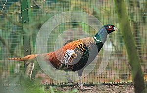 Chiwa pheasant