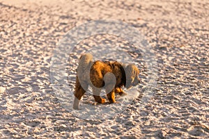 Chiwa- red tibetan mastiff puppy on the beach. photo
