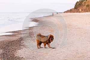 Chiwa- red tibetan mastiff puppy on the beach. photo