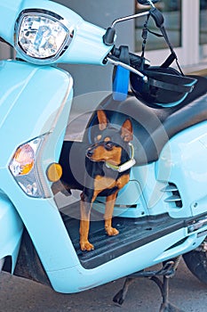 Chiwawa dog on moped photo