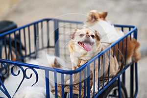 chiwawa dog on motorbike side car photo