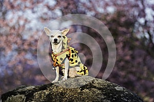 Chiwawa dog photo