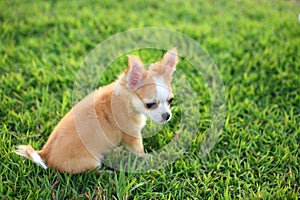 Chiwawa, puppy on grass. photo