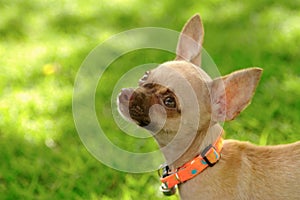 Chiwawa, puppy on grass photo