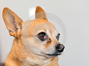 El perro retrato cereza ojo 