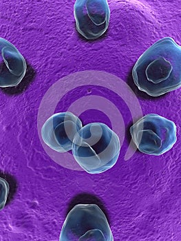 Chlamydia photo