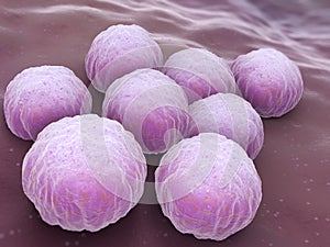 Chlamydia Bacteria photo