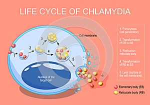 Chlamydia life cycle