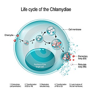 Chlamydia life cycle. bacteria. Sexually transmitted disease and photo