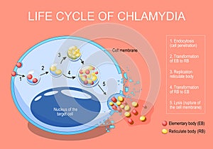 Chlamydia life cycle photo
