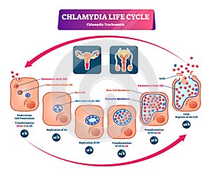 Chlamydia life cycle vector illustration. Labeled STI infection development