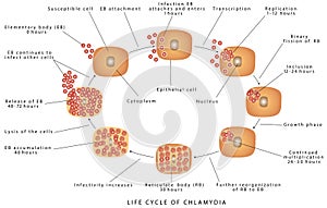 Chlamydia trachomatis