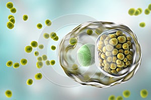 Chlamydia trachomatis bacteria