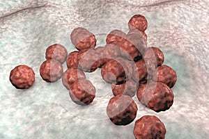 Chlamydia trachomatis bacteria