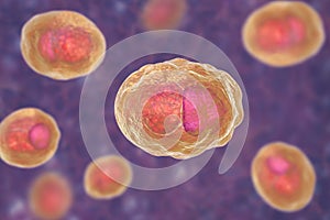 Chlamydia trachomatis bacteria