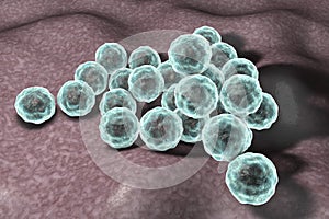 Chlamydia trachomatis bacteria