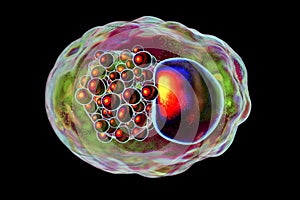 Chlamydia trachomatis bacteria photo