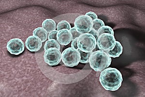 Chlamydia trachomatis bacteria photo