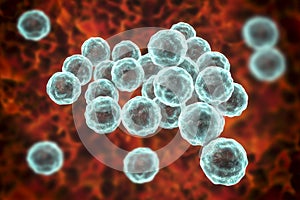 Chlamydia trachomatis bacteria photo