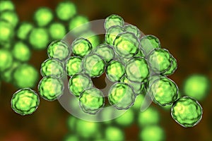 Chlamydia trachomatis bacteria photo