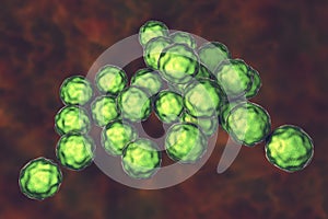 Chlamydia trachomatis bacteria photo