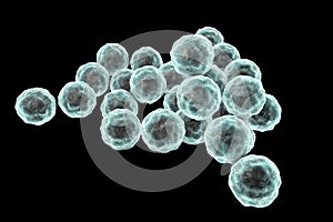 Chlamydia trachomatis bacteria photo