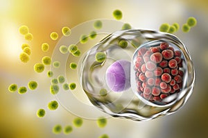 Chlamydia trachomatis bacteria photo